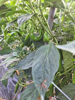 김문준님의 고추 · 병해충상담 작성글 사진