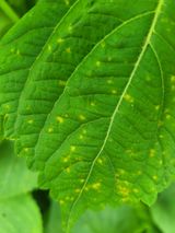 팜모닝 들깨·병해충상담 게시글 이미지