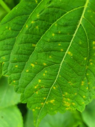 조영락님의 들깨 · 병해충상담 작성글 사진