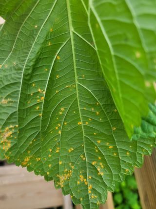 조영락님의 들깨 · 병해충상담 작성글 사진