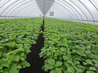 0106420875님의 딸기 · 비료•농약 작성글 사진