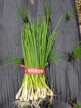 팜모닝 기타작물·자유게시판 게시글 이미지