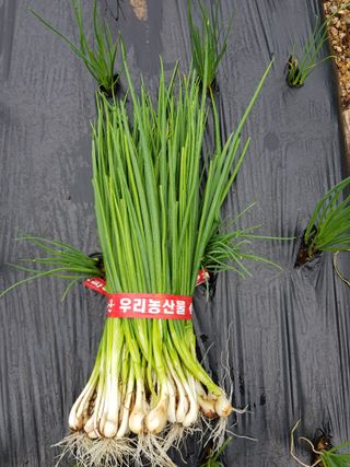 담디농원님의 기타작물 · 자유게시판 작성글 사진