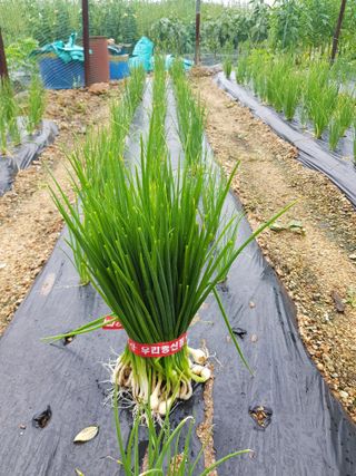 담디농원님의 기타작물 · 자유게시판 작성글 사진