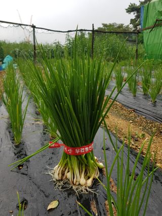 담디농원님의 기타작물 · 자유게시판 작성글 사진