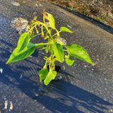 팜모닝 고추·병해충상담 게시글 이미지