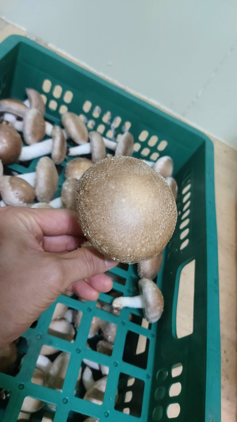 장성훈님의 장터 판매 상품 [생표고버섯] 첨부 사진