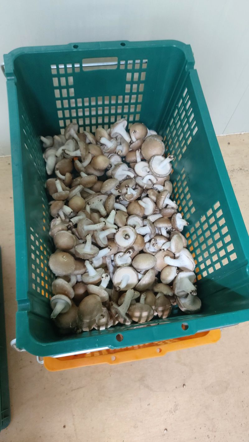 장성훈님의 장터 판매 상품 [생표고버섯] 첨부 사진