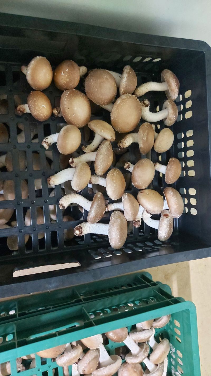 장성훈님의 장터 판매 상품 [생표고버섯] 첨부 사진