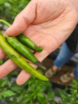 팜모닝 고추·병해충상담 게시글 이미지