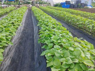 윤재하님의 어떤 유기농자재 쓰세요? · 참여글 작성글 사진