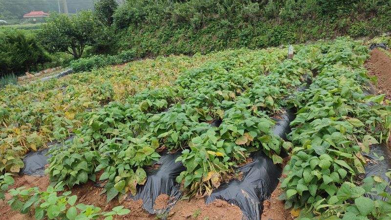 장터 상품 [호랑이 강낭콩 급냉보관2키로] 썸네일