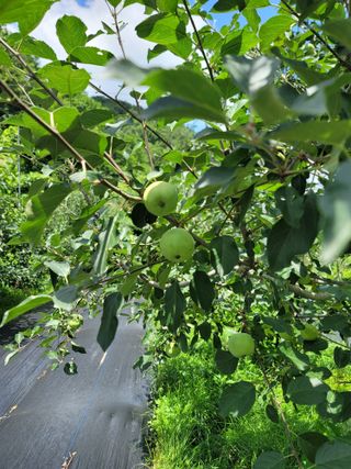 김성명님의 사과 · 자연재해•동물피해 작성글 사진