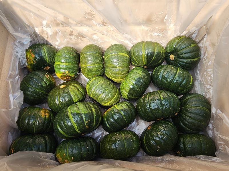 장터 상품 [제주단호박 (보우짱) 5kg] 썸네일