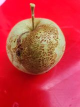 팜모닝 사과·병해충상담 게시글 이미지