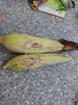 팜모닝 옥수수·병해충상담 게시글 이미지