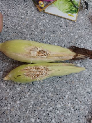 다솜초님의 옥수수 · 병해충상담 작성글 사진