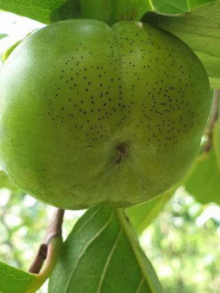 참깨21323님의 감 · 병해충상담 작성글 사진