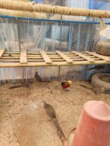 팜모닝 자유주제·자유게시판 게시글 이미지