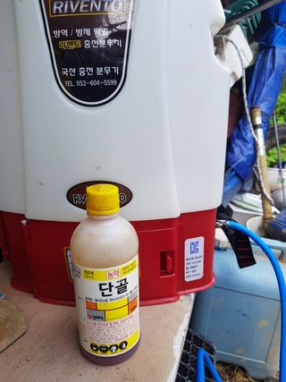 당근한개님의 들깨 · 영농일지 작성글 사진