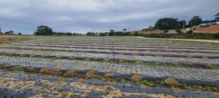농어촌항공방제,자동차,오토바이님의 참깨 · 병해충상담 작성글 사진