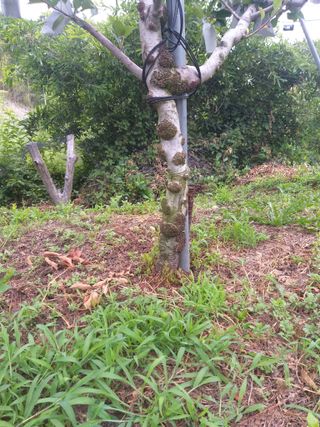 심무재 님의 사과 · 일상 작성글 사진