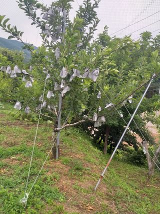 심무재 님의 사과 · 일상 작성글 사진