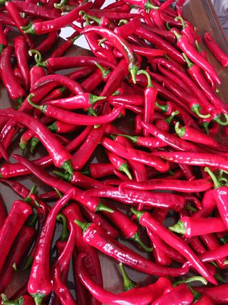 조정분(사랑이엄마)님의 고추 · 영농일지 작성글 사진