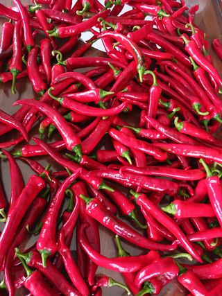 조정분(사랑이엄마)님의 고추 · 영농일지 작성글 사진