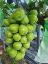 팜모닝 포도·자유게시판 게시글 이미지