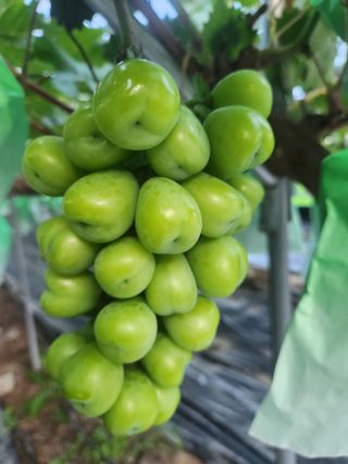 김경규님의 포도 · 자유게시판 작성글 사진