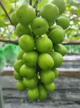 김경규님의 포도 · 자유게시판 작성글 사진