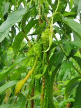 팜모닝 복숭아·병해충상담 게시글 이미지