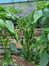 팜모닝 고추·병해충상담 게시글 이미지