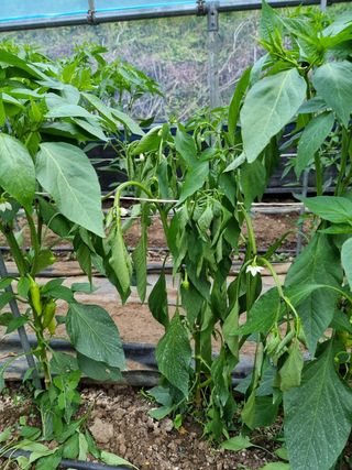 본아로니아님의 고추 · 병해충상담 작성글 사진