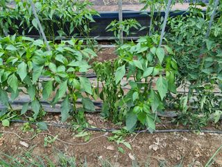 본아로니아님의 고추 · 병해충상담 작성글 사진