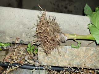 본아로니아님의 고추 · 병해충상담 작성글 사진