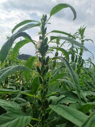 호미대장님의 참깨 · 자유게시판 작성글 사진