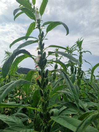 호미대장님의 참깨 · 자유게시판 작성글 사진