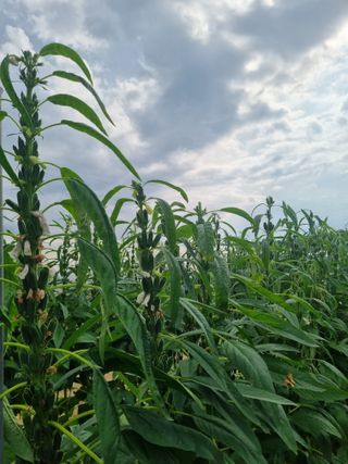 호미대장님의 참깨 · 자유게시판 작성글 사진