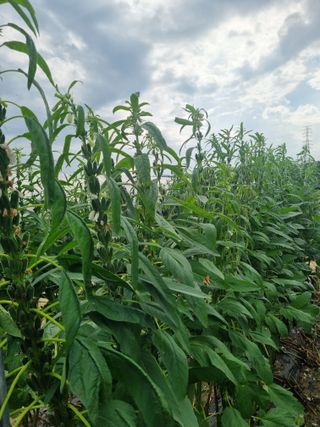 호미대장님의 참깨 · 자유게시판 작성글 사진