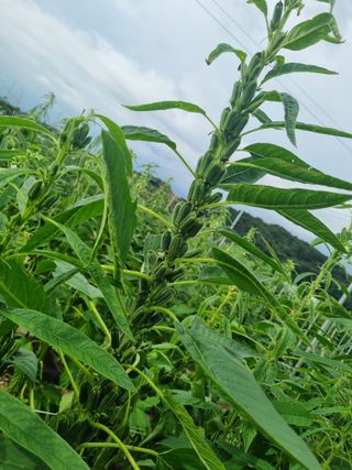 호미대장님의 참깨 · 자유게시판 작성글 사진