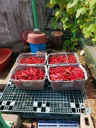 이※경님의 고추 · 수확 작성글 사진