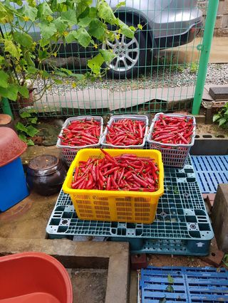 이※경님의 고추 · 수확 작성글 사진