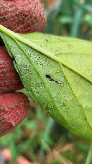 이종선님의 고추 · 비료•농약 작성글 사진