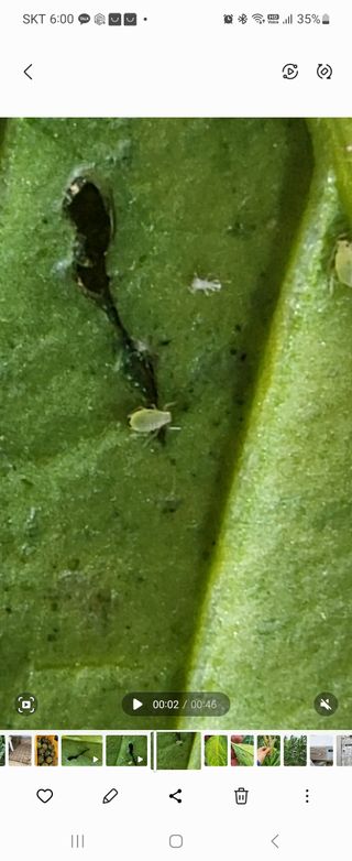 이종선님의 고추 · 비료•농약 작성글 사진