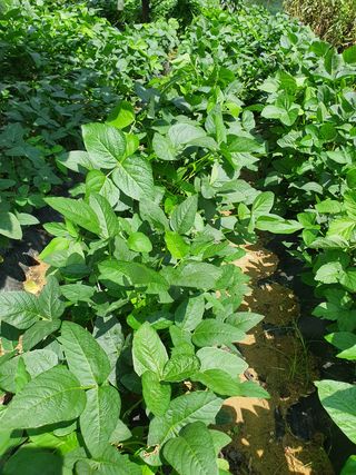 권헌석님의 콩 · 영농일지 작성글 사진