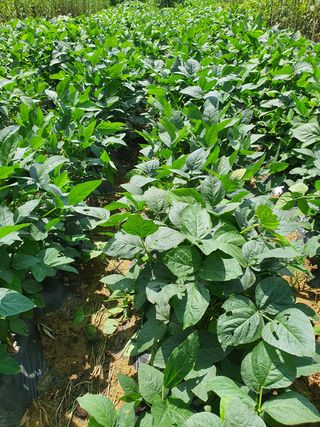 권헌석님의 콩 · 영농일지 작성글 사진