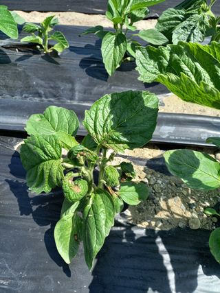 오포님의 참깨 · 병해충상담 작성글 사진