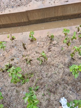 백현호님의 콩 · 자유게시판 작성글 사진